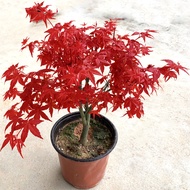 Singapore Ready 50pcs American Red Maple Seeds for Planting Bonsai Red Maple Tree Plant Green Maple Seeds Autumn Flames