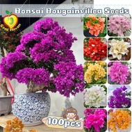 100pcs/pack Mixed Color Bougainvillea Seeds for Sale Bougainvillea Flower Seeds Bonsai Dwarf Bougain