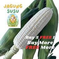 [READY STOCK] Cameron Highland Jagung Susu Manis Grade A (6Pcs/Box) Fresh Sweet White Corn Pearl Cor