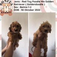 Jual Anjing Red Toy Poodle X Golden Anakan Anjing Puppy Rtp Golden