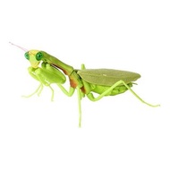 新箱識 🌟8月新貨🌟 行版 全新 現貨 扭蛋 生物大圖鑑 螳螂4 第四彈  4未知斧-成體