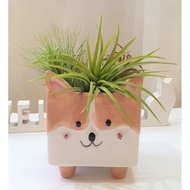 Pot for Plant - Animals | Succulents | Air Plants | Live Plants | Decorations | Gift | Christmas | Xmas