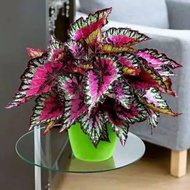 Tanaman Hias Begonia Pelangi / Begonia Rex Caracas - Bunga Begonia -