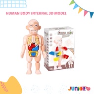 Human Body Internal 3D Model / Human Body Organ Learning Teaching Aid