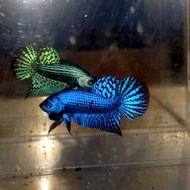 Cupang Hias Wild Betta Alien Hybred Blue Berkualitas