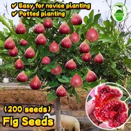 200pcs/pack Fresh Fig Fruit Seeds for Planting Ficus Carica Seeds Sweet Fig Seeds for Planting Fruit