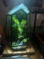 雨林景觀瓶 幾何景觀 雨林生態瓶 生態缸 附植物燈 微景觀生態瓶