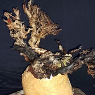 BONSAI SANTIGI NTT DONGKELAN
