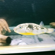 ikan buntal air tawar 10.12.13cm