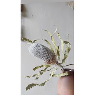 Dried Banksia flower .