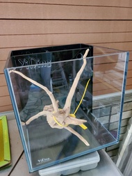 魚缸，背濾，沉木