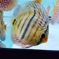 Heckles Discus/Ornamental fish/Freshwater/Readystock