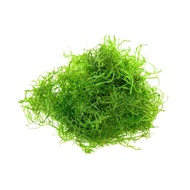 low tech java moss 🔥🔥