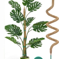🚀New Product Direct Sale Bird of Paradise Green Dill Turtle Back Bamboo Support Rod Climbing Plant C