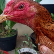 100% KUALITAS Ayam Betina Kwalitas Super Trah PAMA Ninja BL import