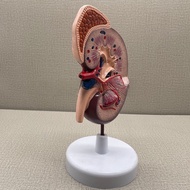 Human Renal Adrenal Gland Anatomy Model Biological Teaching Display Model with Stand