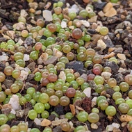 30 เมล็ด โคโนไฟตัม กระบองเพชร ไม้อวบน้ำ กุหลาบหิน แคคตัส Conophytum สายพันธุ์ friedrichiae ปลูกได้ทุกสภาพอากาศ