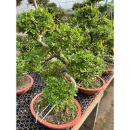 Ehretia Microphylla (Fukien Tea) S-Shaped big pot free organic fertilizer 0.5kg and organic soil 3kg