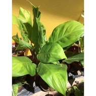 Aglaonema Green Varieties Established