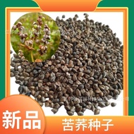 Tartary Buckwheat Seed Buckwheat Seed Spinach Buckwheat Flower Buckwheat Sprout Seed Seed Multigrain