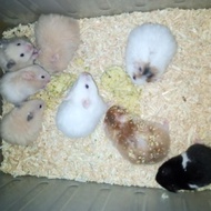 hamster syrian golden mata hitam kuping hitam