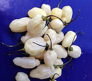 HABAnero White Bullet Pepper Seeds + Growing Guide :Package Seeds Only