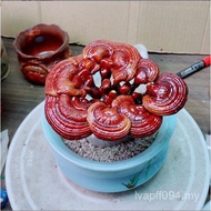 Office Bonsai Desktop Potted Plants Foliage Foliage Anti-Radiation Ganoderma Lucidum Plants Immortal