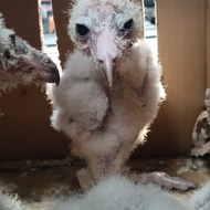 burung hantu anakan tyto alba usia 3 minggu jinak