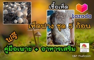 เชื้อเห็ดฟางชุด 5 ก้อน ฟรีอาหารเสริม และคู่มือเพาะ