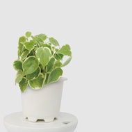 │ 窯瓷系列 │ 斑葉垂椒草 - 垂吊 垂墜植物 空氣淨化 室內植物