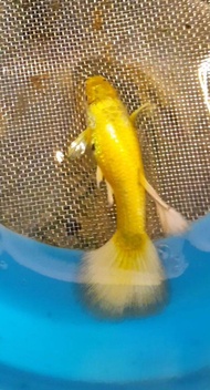 24K Gold Guppy Pair (Grade A)