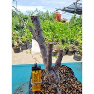 DISCOUNT!! Bahan Bonsai Santigi Karang Dongkelan