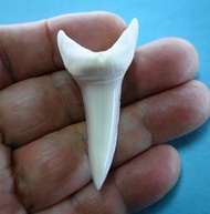 (馬加鯊牙)5.3公分#281.12 馬加鯊魚牙!超(大)長尺寸稀有未缺損.可當標本珍藏! 