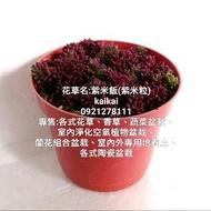 多肉植物：迷你松葉牡丹(紫米飯)