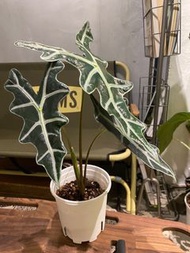 魚骨諾比海芋 Alocasia ‘Nobilis’