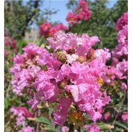 Anak Pokok Bungor (Lagerstroemia Indica/Crape Myrtle) Pelbagai Warna