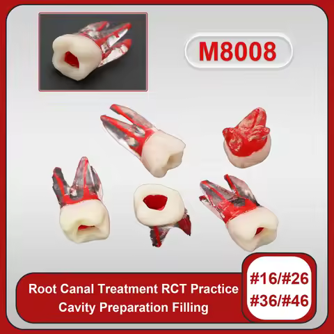 Dental Endo Root Canal Model Teaching RCT Practice Model Kilgore Nissin Type For Cavity Preparation 