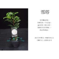 心栽花坊-雪塔/茶花/茶花苗/小品/售價60特價50