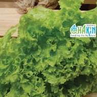 Benih Salad Looseleaf Lettuce Seeds - Lain: Salad Romaine, Red Coral, Green Coral, Butterhead, Cos, 
