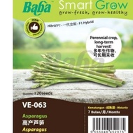 Baba Smart Vegetable Seed: VE-063 F1 Asparagus benih sayur 高产卢笋