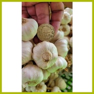 ☌ ┳ ◭ 1kg Medium Native Ilocos Bawang (Bundled per kilo)