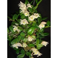 Promo Anggrek dendrobium pachiphyllum - anggrek dendrobium mini -