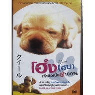 Quill (DVD 2004)/ Hog (Hub) The One Hundred Percent (DVD)