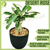 [Local Seller] Adenium obesum (Desert Rose) Houseplant Outdoor Flowering Plant 富贵花 | The Garden Bout