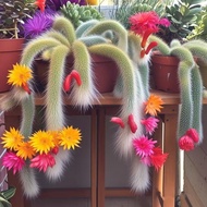 Blossoming Nine-Tailed Fox Succulents Cactus Monkey Tail Column Soft Hairy Long-Haired Tail Office R