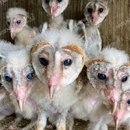 burung hantu tyto alba anakan