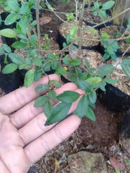 Bibit ulmus mikro bahan bonsai 30-40cm