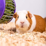 (1.5KG)Pine Bedding Extra Absorbent Soft Wood Shavings Low Dust Equine Bedding Small Animal