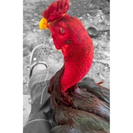 Kemin Merah Ayam ( Memerahkan Kulit Ayam ) | Bubuk Kemin Merah