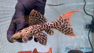 Pleco L273 red /L273 Red Titanic Pleco/ Pseudacanthicus sp. L273/Pleco /Freshwater 金达尼坦克异型/活鱼/异型鱼(Si